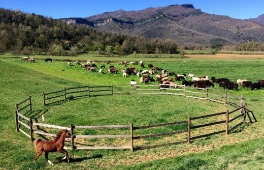 Carrera d´en Bas - Beef cattle organic farm in Spain